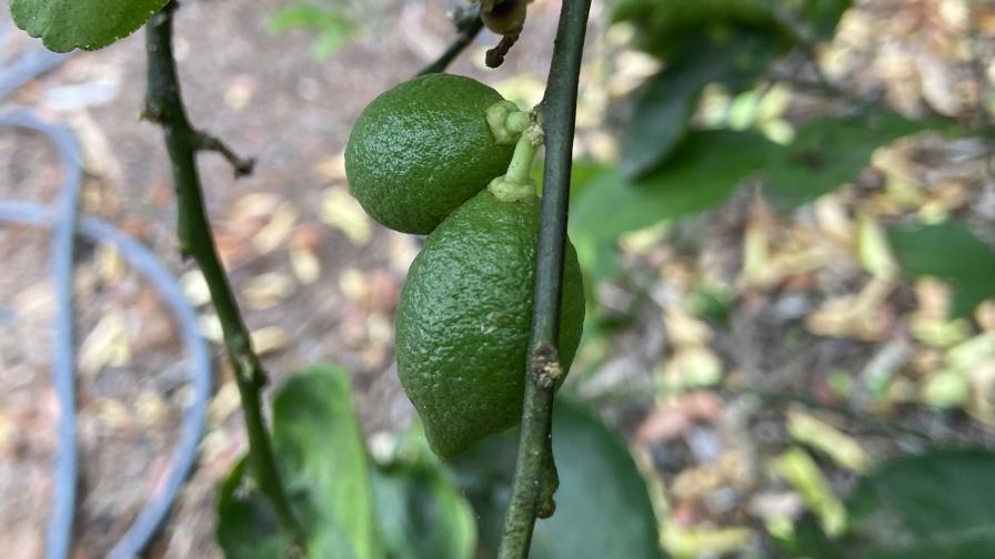 Persian limes growing in Florida