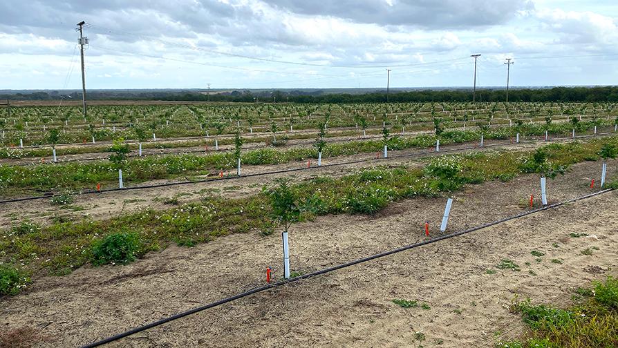 New citrus planting in Florida