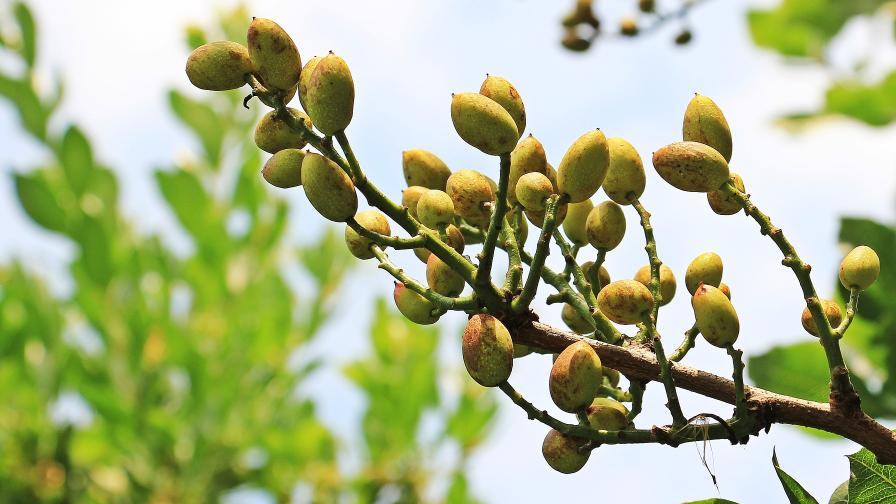 Influencing Pistachio Development and Harvest with Science-Driven Nutrition™