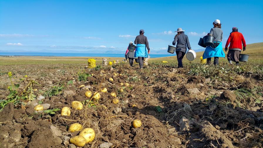 American Potato Industry Keeps an Eye on the Future - Vimarsana News