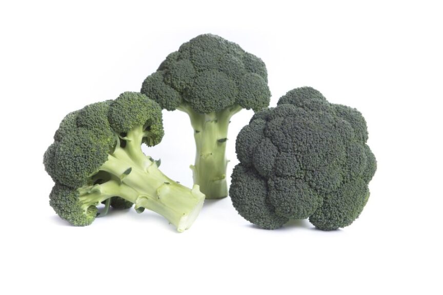 Check Out the Latest Broccoli Varieties - Growing Produce