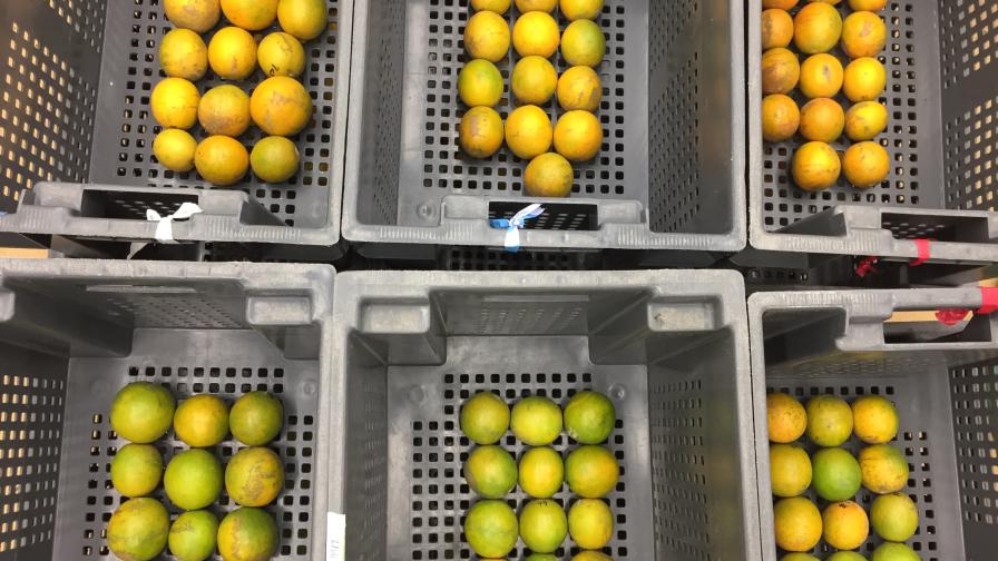 Postharvest trial of Vernia oranges