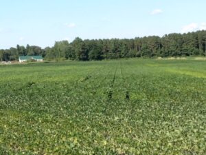 farm field that is yellowing and appears to have plant health issues
