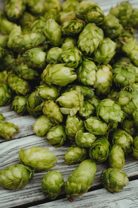 Sap Analysis Takes Progressive Hops Growers from Good to Great