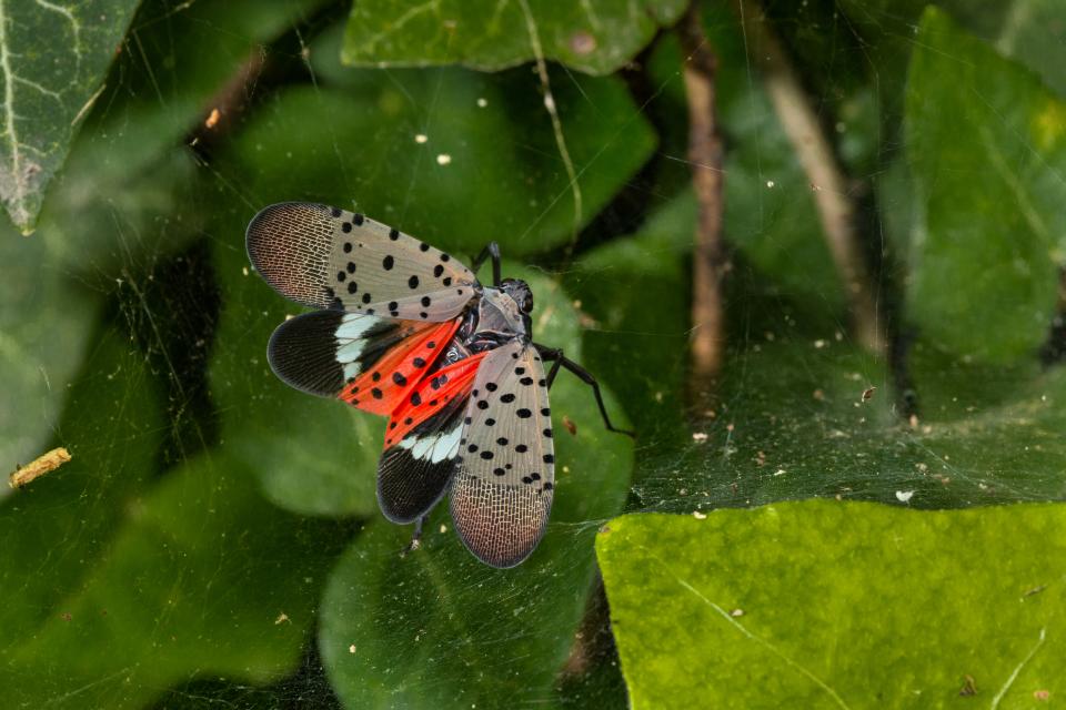 Considering the Spotted Lanternfly Threat to California Grapes - Vimarsana News