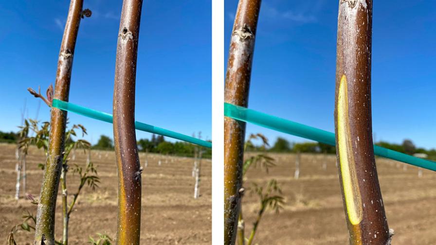Why Walnut Growers Need to Prepare for a Fall Freeze Now - Vimarsana News