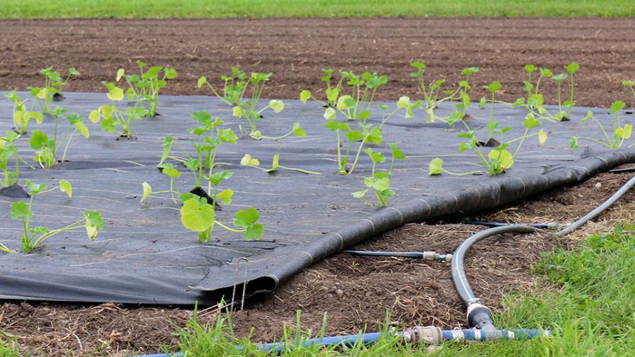 Impossible Thinking Can Yield Positive Results on the Farm - Vimarsana News