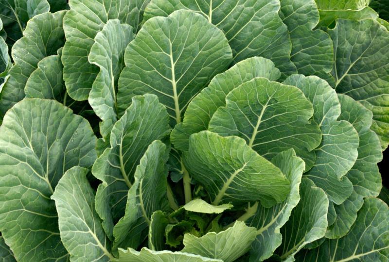 Green Vegetables seeds Best Quality From Europe 26 vareties to choose from 