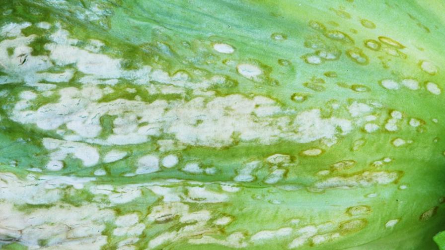 Drought's Double-Edge Sword: Can It Put a Damper on Plant Disease? - Vimarsana News
