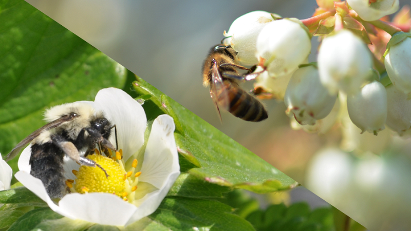 Bee vectoring produces higher profits & better crops