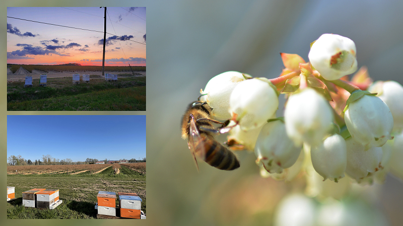 Bees to the rescue. Protect your crops — on a micro level, while saving on labor and costs