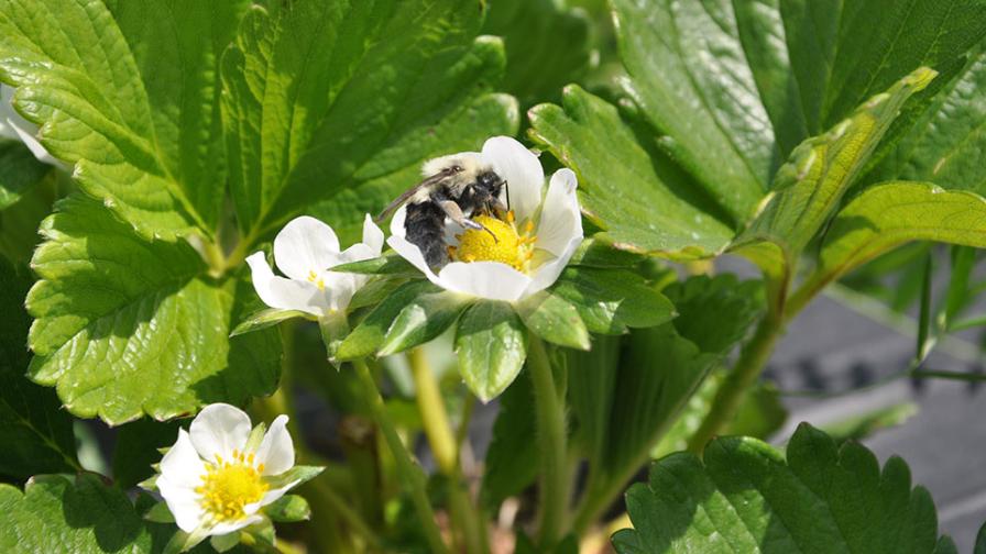 Biopesticides Flaunt Flexibility for Produce Growers - Vimarsana News
