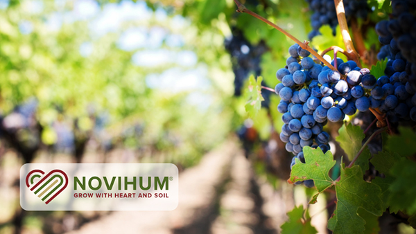 Adding Humus Essential to Grape Vines Growing in Soil Low in Organic Matter
