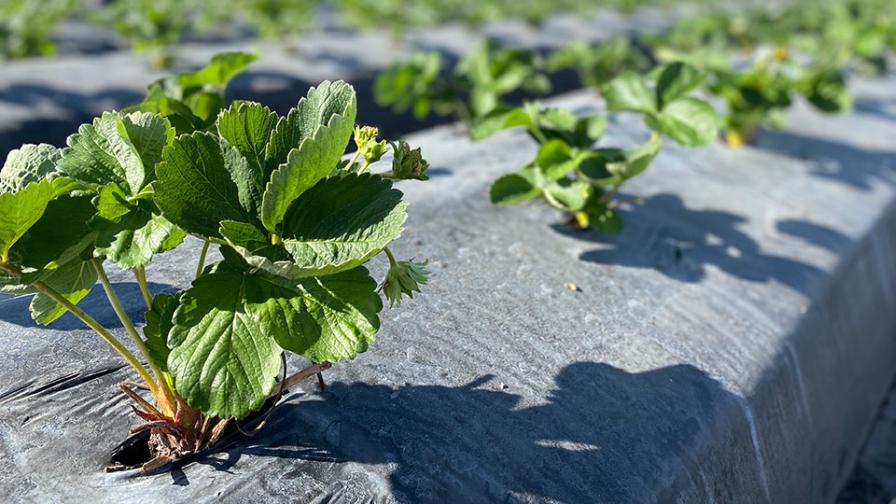 How Some Produce Growers Are Overcoming High Fertilizer Prices - Vimarsana News