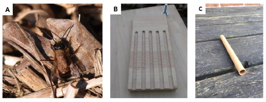 Pome Fruit Pollination Strategy: Protect the Mason Bee - Vimarsana News