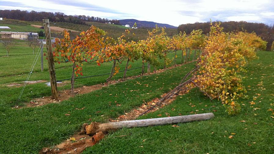 Avoid Disaster: Install Your Grape Vineyard Right the First Time - Vimarsana News