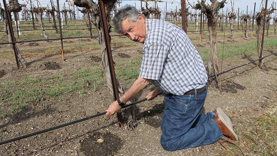 How the California Grape Industry Is Coping With Water Woes - Vimarsana News