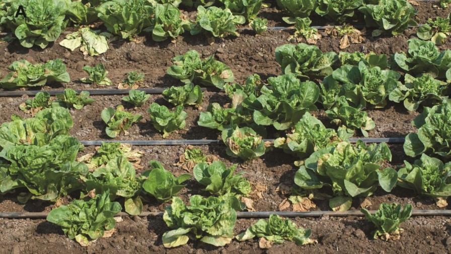 Take a Whole Systems Approach To Growing Your Vegetable Crops - Growing ...