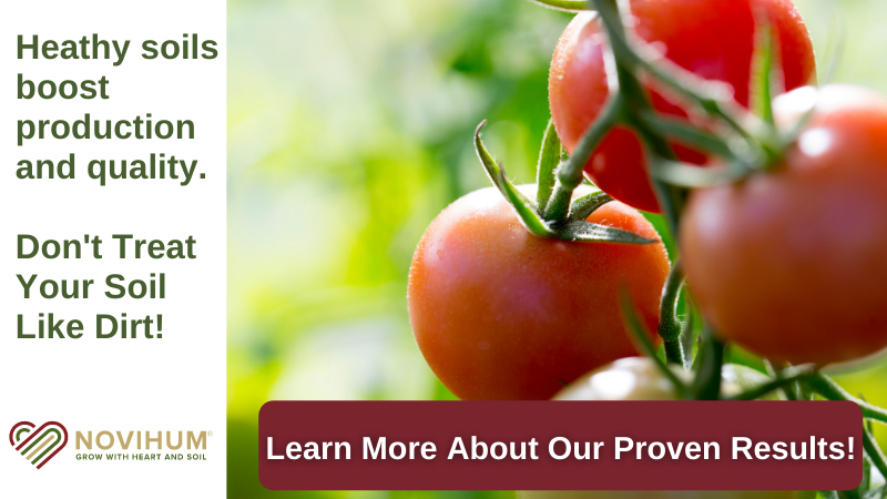 Healthy Soils are the foundation for resilient crops and better tomato harvests