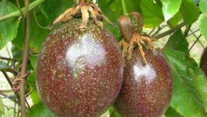 Passion and Potential Growing for Domestic Passion Fruit Industry