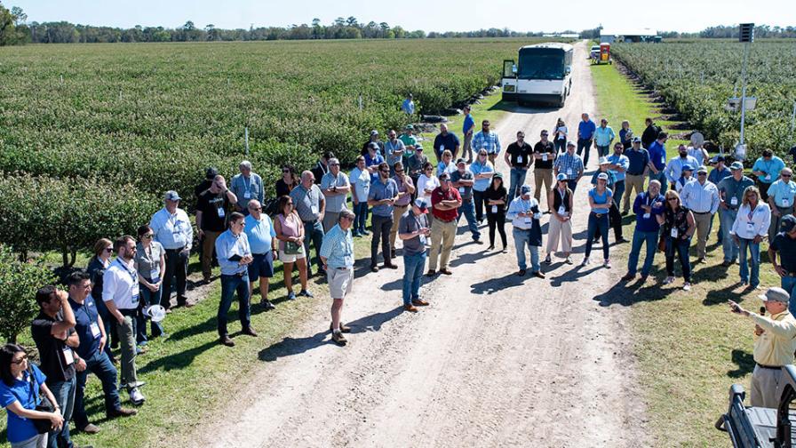 Plenty of Reasons To Admire the U.S. Blueberry Industry - Vimarsana News