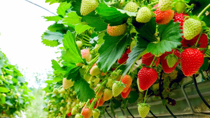 Indoor Berry Boom an Opportunity for Growers To Boost Bottom Line - Vimarsana News