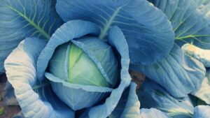Blue Vantage (Sakata Seed America | Rupp Seeds)