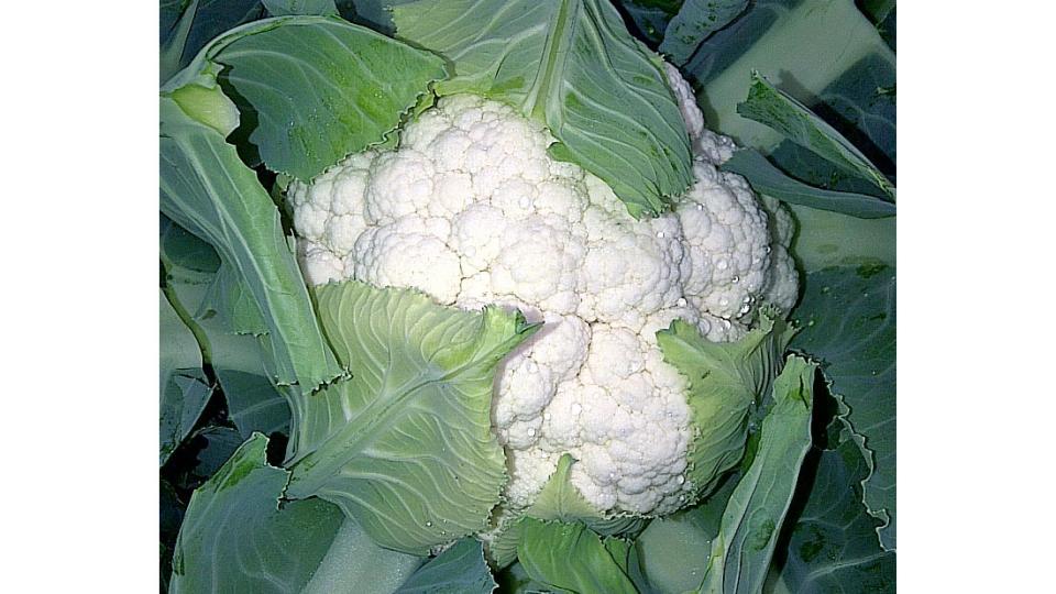 20 pcs white Cauliflower Brassica oleracea F1 Hybrid vegetable seeds 