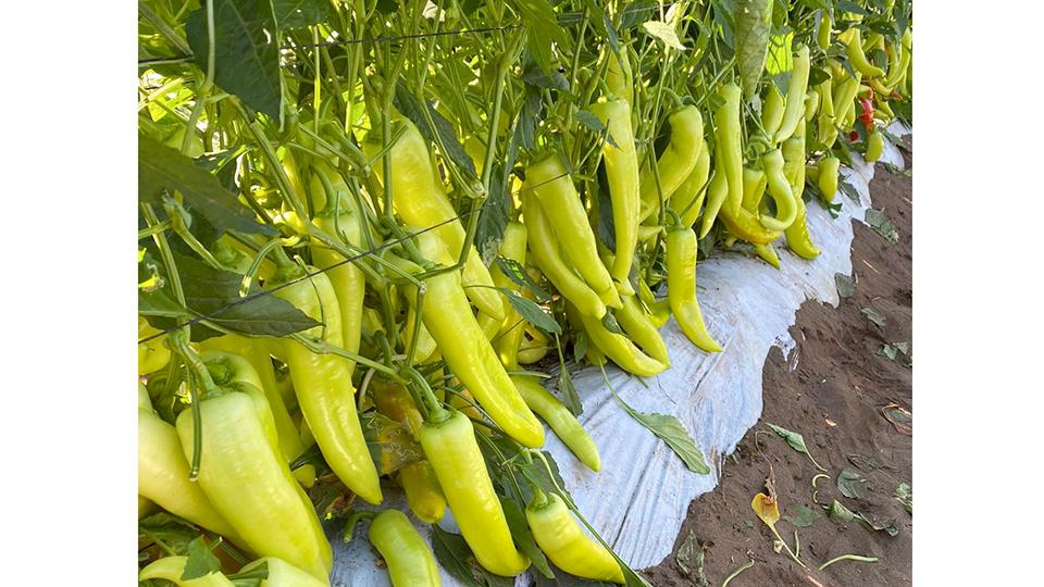 Various Pepper Varieties With Powerful Growth Potential - Growing Produce