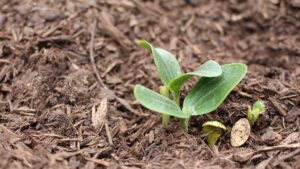 The 4 Keys To Nurturing Soil Biology: Protect, House, Feed, and Recruit