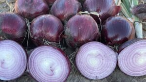 Appealing Onion Varieties To Grow With