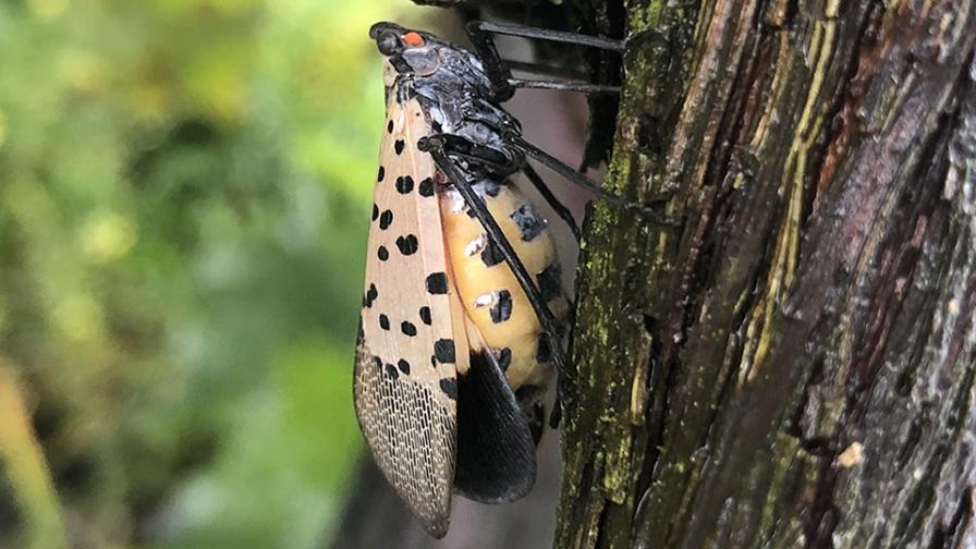 It's Official: Dreaded Spotted Lanternfly Pops up in Middle Tennessee - Vimarsana News