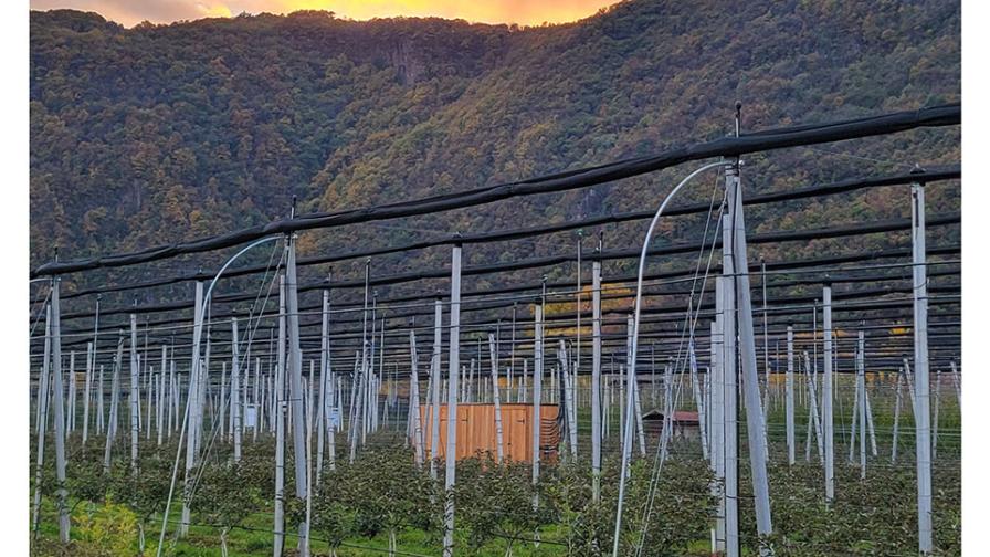 Why There's Much to Learn from Italian Fruit Growers' Rock-Solid Approach - Vimarsana News