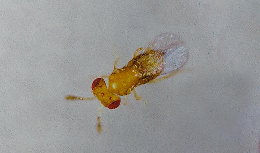 Which Beneficial Wasp Species Works Best Against Fruitworm in Blueberries? - Vimarsana News
