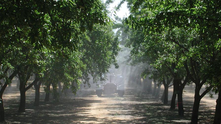 Proper Irrigation and Spraying are the Foundation of Your Nut Orchard - Vimarsana News
