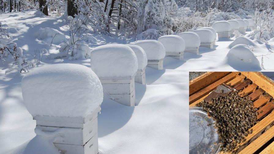 Scientists Probe for Answers To Help Prevent Winter Bee Colony Losses - Vimarsana News