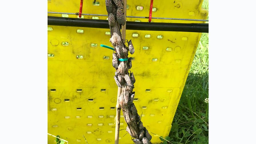 Dear Diary: Virginia Grape Growers Ready To Take On Spotted Lanternfly Scourge - Vimarsana News