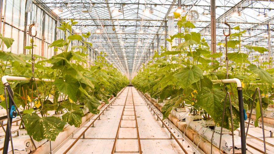 Get an Inside Look at New CEAg World Business Venture from Meister Media Worldwide - Vimarsana News