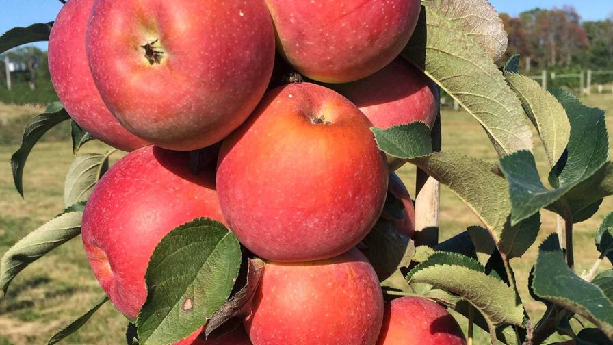 For Apple Growers Who Want to Adapt, These Might Be the Perfect Picks - Vimarsana News