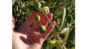 Olives in the Pacific Northwest
