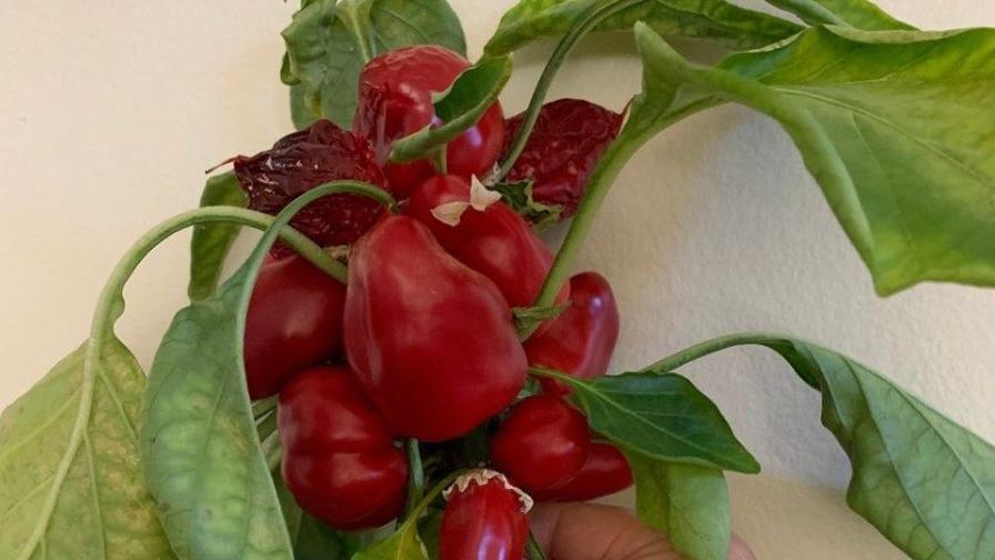 New Development In Progress for Greenhouse-Grown Snacking Peppers - Vimarsana News