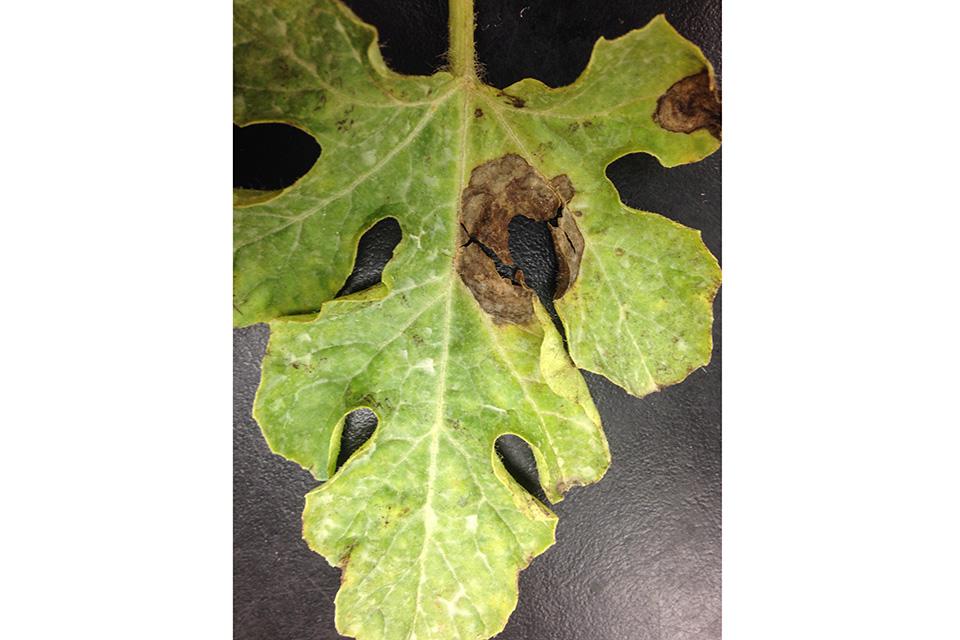 Recognize and Manage Fungicide Resistance in Your Vegetable Plantings - Vimarsana News
