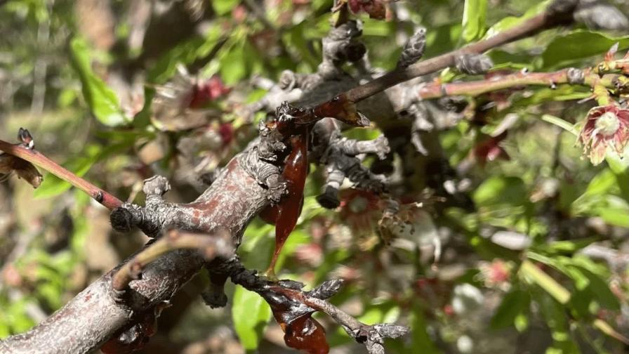 California Growers See Wave of Pathogen Pressure in Wake of Atmospheric Rivers - Vimarsana News
