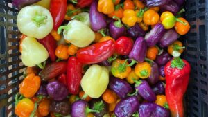 Colorful variety of peppers