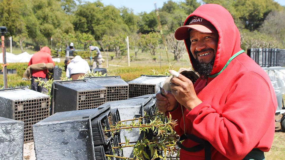 More Food for Thought from the Fruit Tree Nursery Front Lines - Vimarsana News