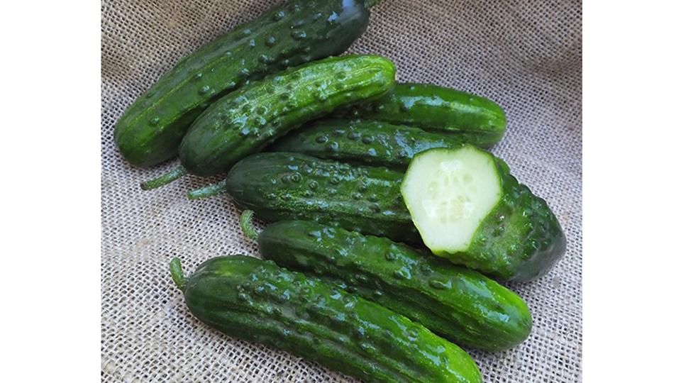 Tasty Treat Slicer' Japanese Cucumber