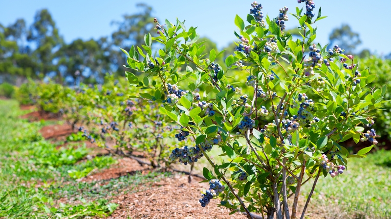 Increasing Fruit Quality and Uniformity in Blueberries