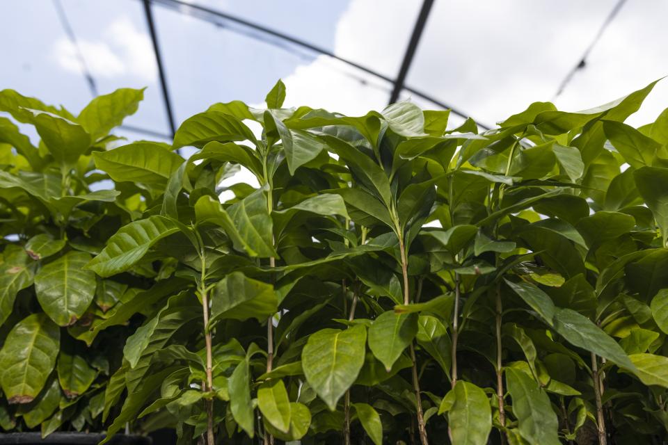 Perking up! New Progress Brews Around Growing Coffee in Florida - Vimarsana News