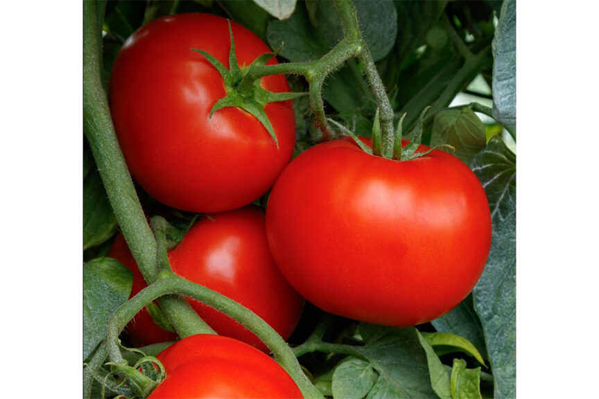 Chefs Choice Red Hybrid Tomato Seeds