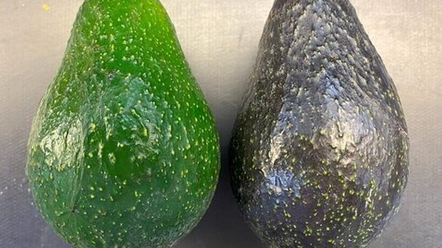 New Avocado Variety Finally Gets Life After More Than 50 Years in the Making - Vimarsana News